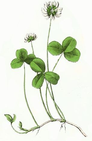 trébol